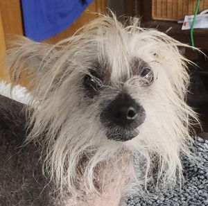 Meet your Posher, Patricia